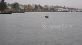 Sea Lions Put on a Show for Crab Fishers