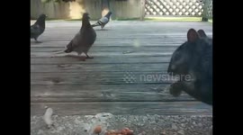 Squirrel vs Pigeon