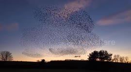 UK photographer captures starling murmuration as thousands of birds twist and turn through evening sky