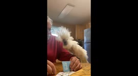 Cockatoo Critiques Cribbage Game