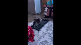 Cat Tries Treadmill