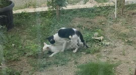 A Very Romantic Moment of Cats in Love in The Garden