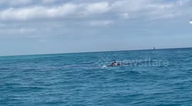 Jetski close encounter with two Whales, Moreton Island, Brisbane Australia.