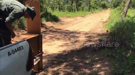 Scaredy cat cougar trapped op tree released back into wild