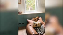 Wild monkey peeks through window to visit its friend cat