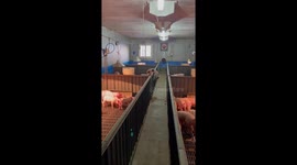 Plucky pig makes escaped from slaughterhouse enclosure in Korea