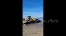 US: Dead Whale Washes Ashore At Pacific Beach In San Diego 2