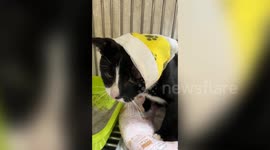 Pet cat survives being pierced in the head with harpoon