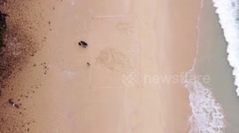 Dozens of rare leatherback turtle eggs found on beach in southern Thailand