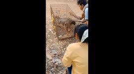 Heartwarming moment fox rehabilitated fox is released into wild