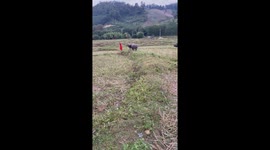 Two buffaloes chase Buddhist monk through the fields