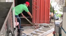Large monitor lizard dragged out of back of family's home