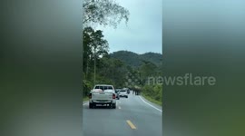 Elephant blocks cars from passing through forest road