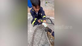 Python stuck in elbow pipe rescued with hand saw