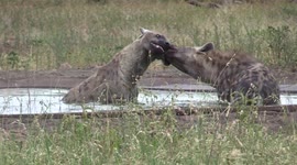 Hyenas have splashy bathtime play-fight