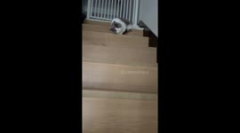 Melted Cat's Relatable Method for Descending Downstairs Stuns Owner in China