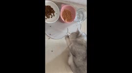 Self-taught Cat Dines with Paws in China