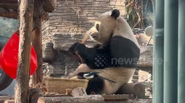 Heartwarming Moment Panda Meals with Magpie at Zoo in Northern China