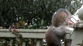 Hungry squirrel and little fat mouse raid the bird feeders