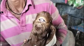 People are lining up to see a unique goat calf which have a human like face in indore