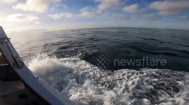 Rare superpod of dolphins spotted off the coast of East Sussex