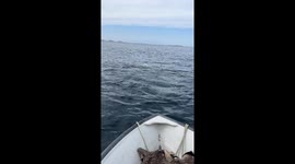 Boaters Come Across Swimming Polar Bear