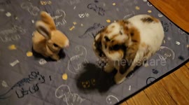 Holland Lop Kicks Electronic Bunny