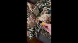 Sleeping Pup Has Snack Priorities