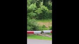Black Bear Family Play In Gatlinburg Field