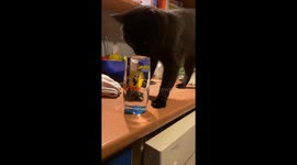 Black Cat Has a Funny Way of Drinking Water
