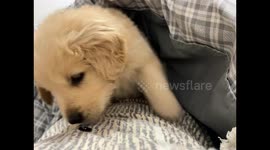 Chinese Golden Retriever's Accidental Drop from Owner Turns Into a Cozy Nap