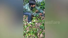 Rescuer evacuates criticaly endangered giant softshell turtle from family's home into canal