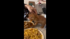 Persistent Kitten Keeps Trying to Sneak onto Table and Successfully Steals Food in China