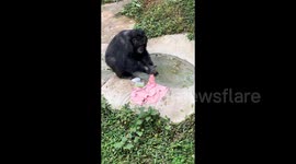 Dish-washing chimpanzee stuns again with unrivalled laundry prowess