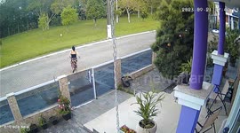 Dog Goes On The Run