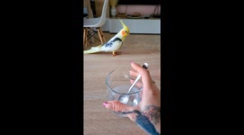 Bird Imitates Sounds Of Stirring Spoon