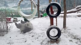 Playful panda joyfully frolics on snow-covered ground