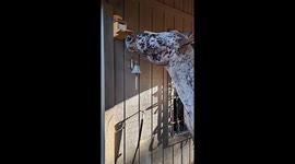 Horse Finds The Squirrel Feeder