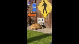 Smart Tortoise Reads Sign