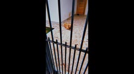 Dogs Make A Mess Of The Yard