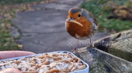 Robins Feast On Morning Mealworms