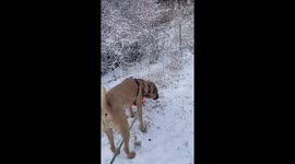 Dog Grazes With The Deer