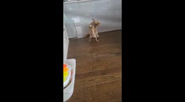 Chihuahua Wrestles Cat