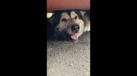 Our Alaskan Malamute Sojou is mimicking her wolf ancestors by digging underground in our garden believing she will give birth to phantom puppies