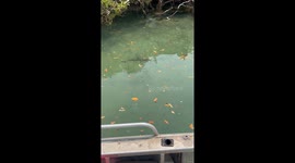Baby shark swims behind boat before coming closer for a look the disappearing under the boat.