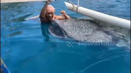 PLAY WITH WHAWLE SHARK