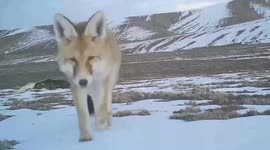 Exploring ecology in Altun Mountains: Protected animals