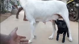 Dog takes care of motherly duties of orphaned lambs.