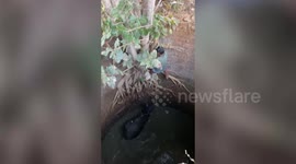 Buffalo rescued after it fell into well in central India
