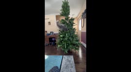 Grey Squirrel Cat Climbs Artificial Tree